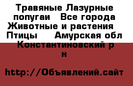 Травяные Лазурные попугаи - Все города Животные и растения » Птицы   . Амурская обл.,Константиновский р-н